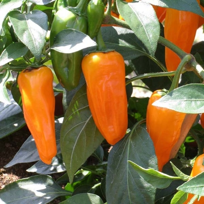 Picture of Capsicum Cheyenne F1 Pepper